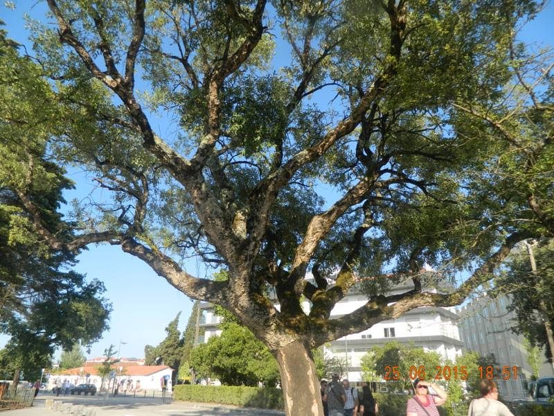 Galerija